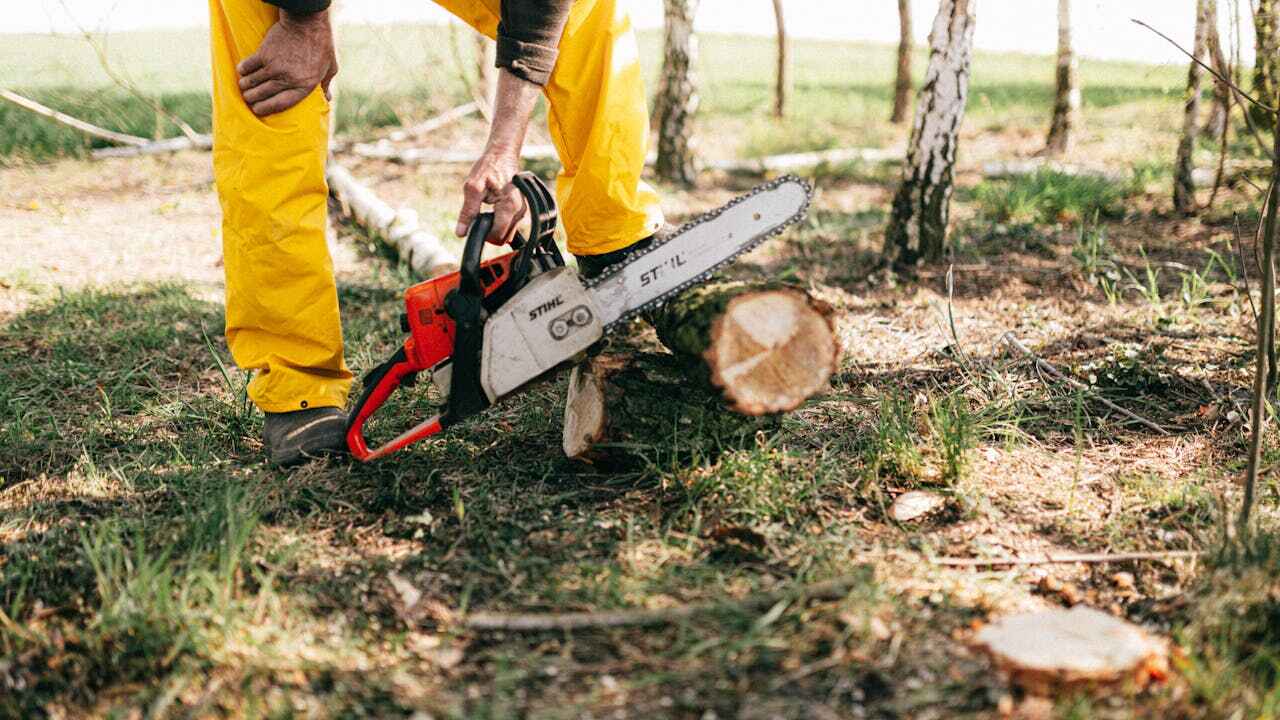 Residential Tree Removal in Fredericksburg, PA